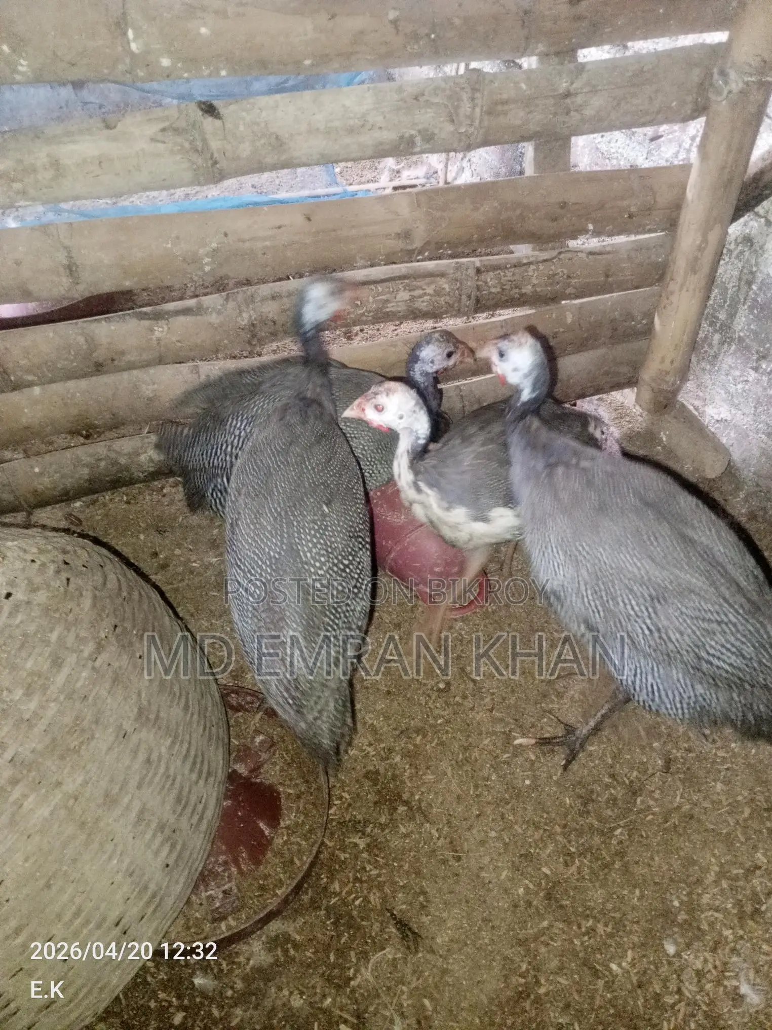 Guinea Fowl