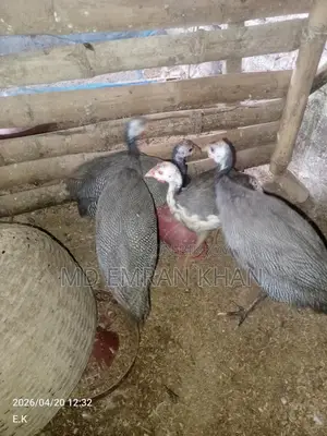 Guinea Fowl
