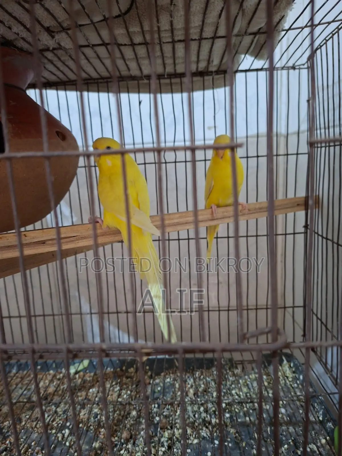 A pair of Lutino Budgerigars for sale