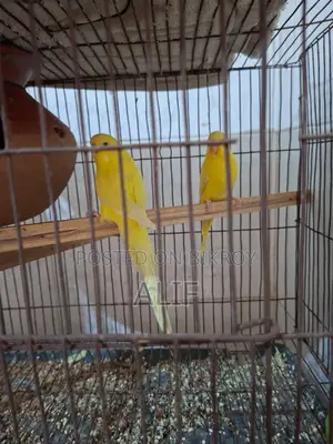 A pair of Lutino Budgerigars for sale