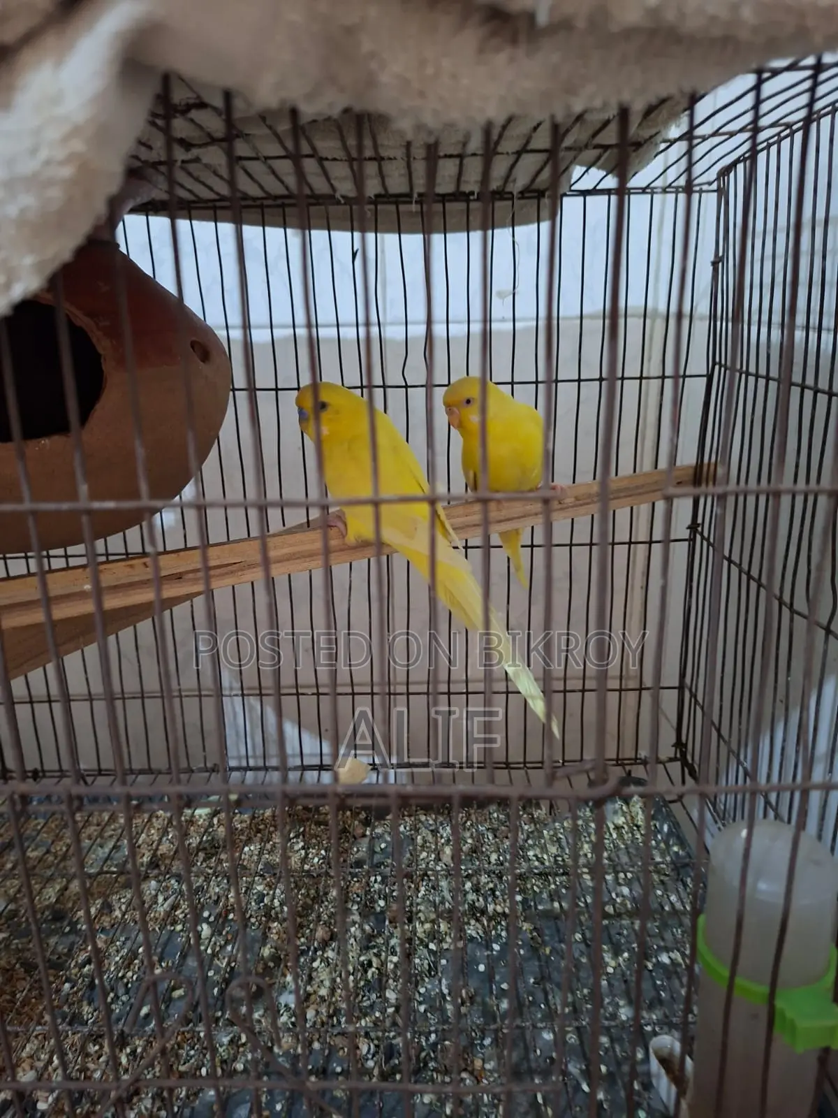 A pair of Lutino Budgerigars for sale