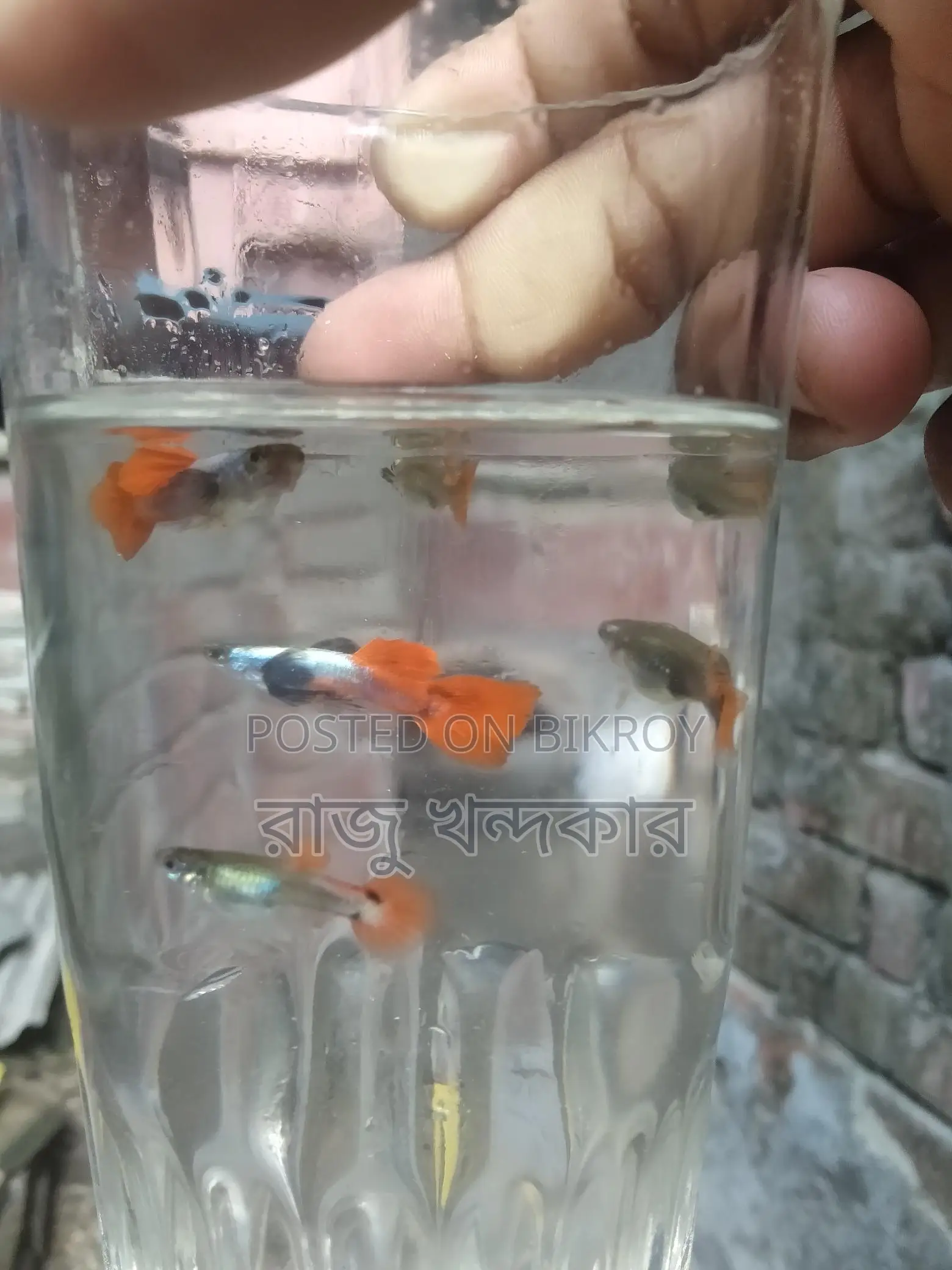 Colorful Fish