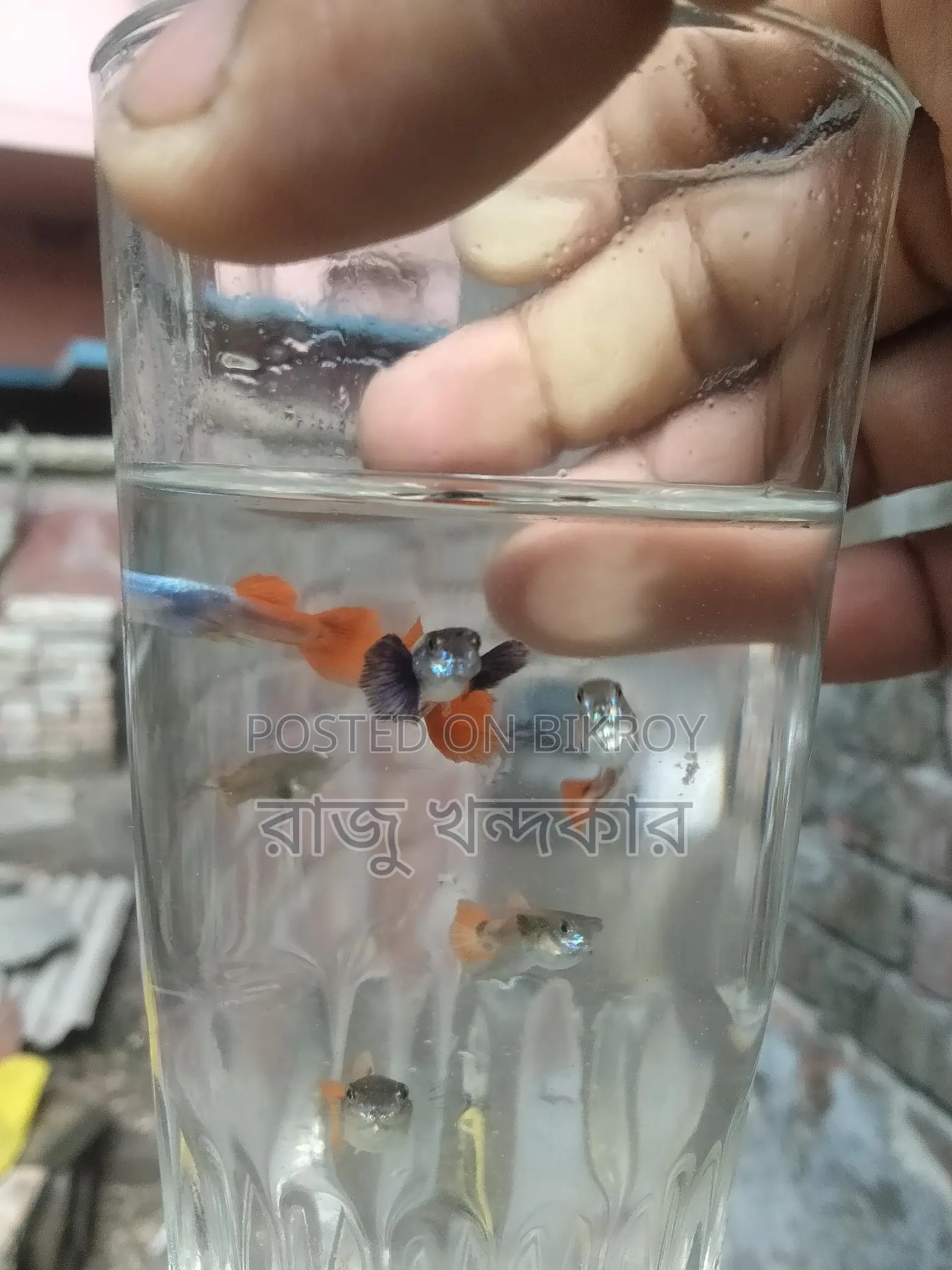 Colorful Fish