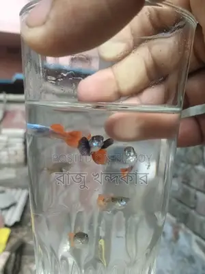 Colorful Fish