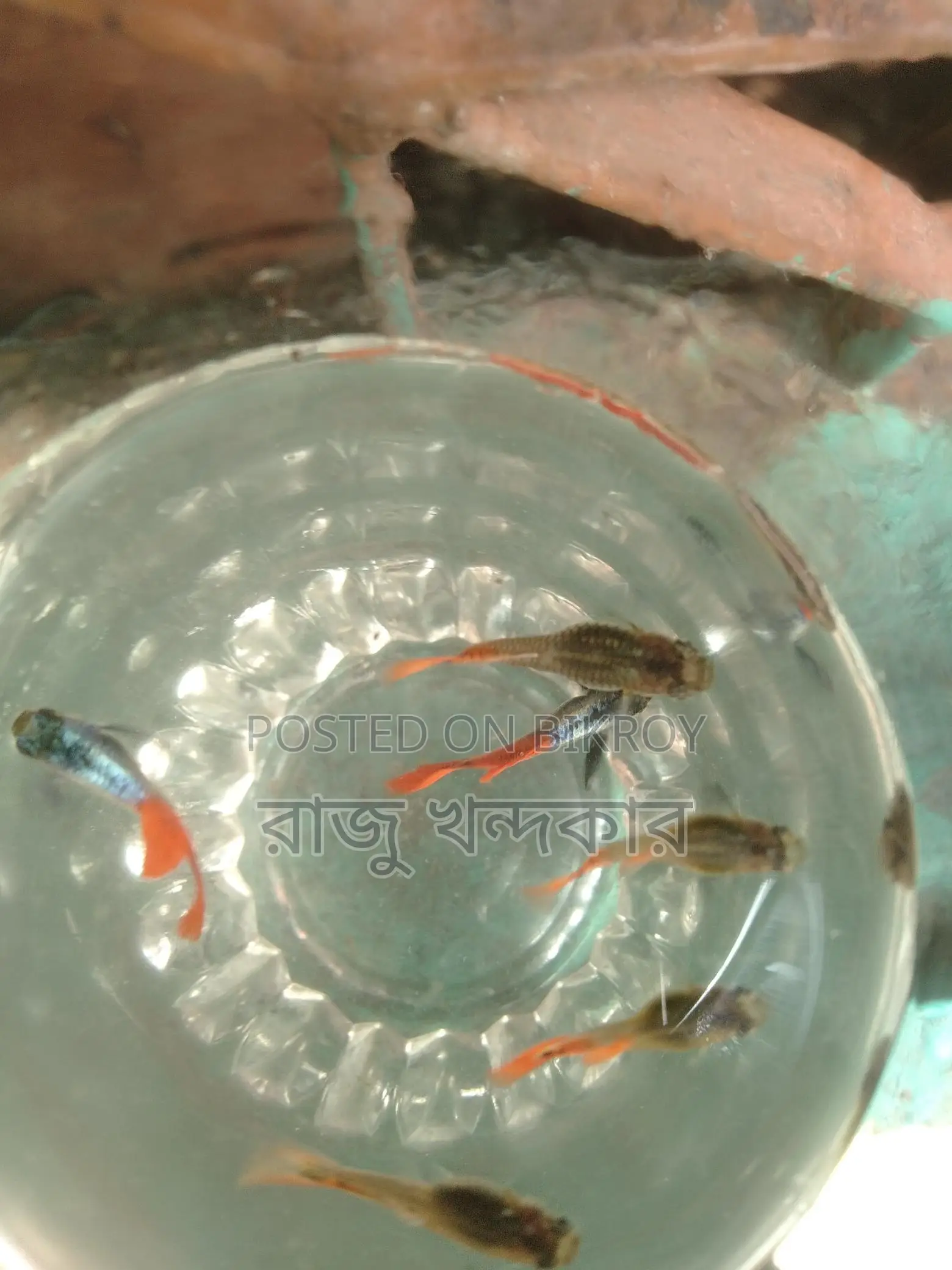 Colorful Fish