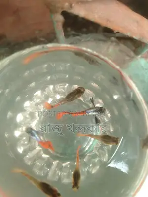 Colorful Fish
