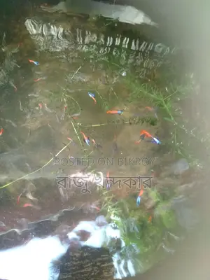 Colorful Fish