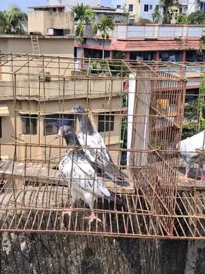 সাকি টেডি বেবি