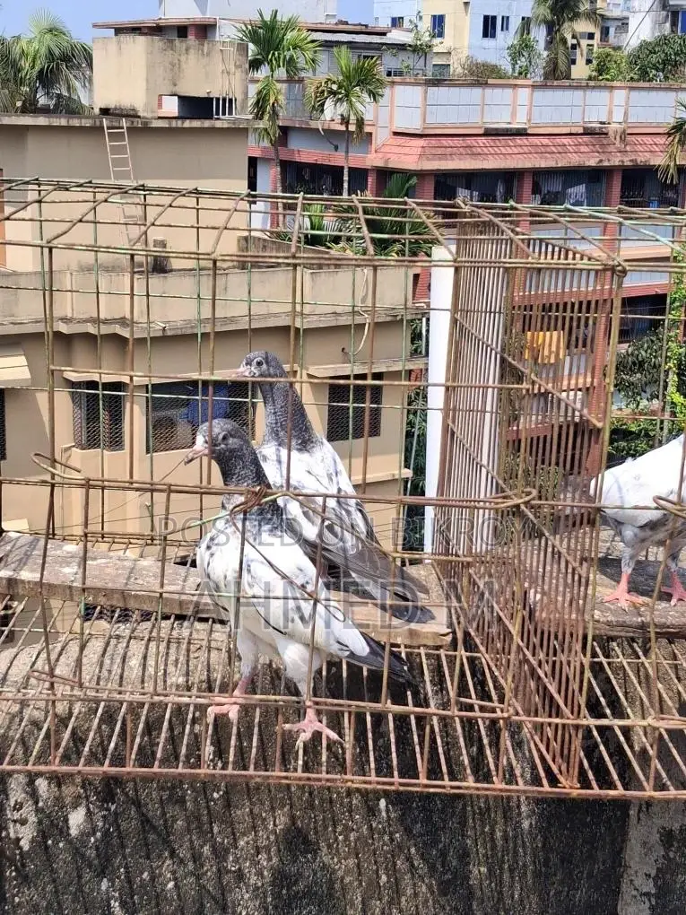 সাকি টেডি বেবি
