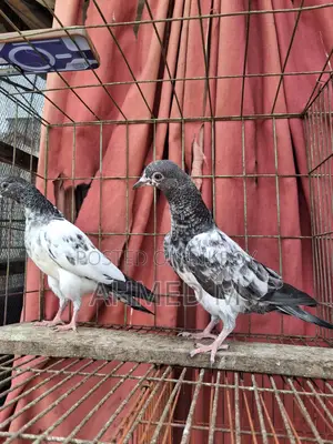 সাকি টেডি বেবি