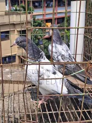 সাকি টেডি বেবি