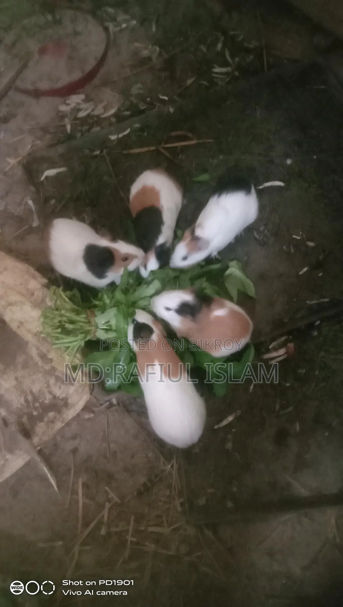 Guinea pigs