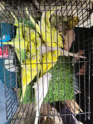 DF Japanese Budgie Running, Lutino-Albino-Spangle Pair