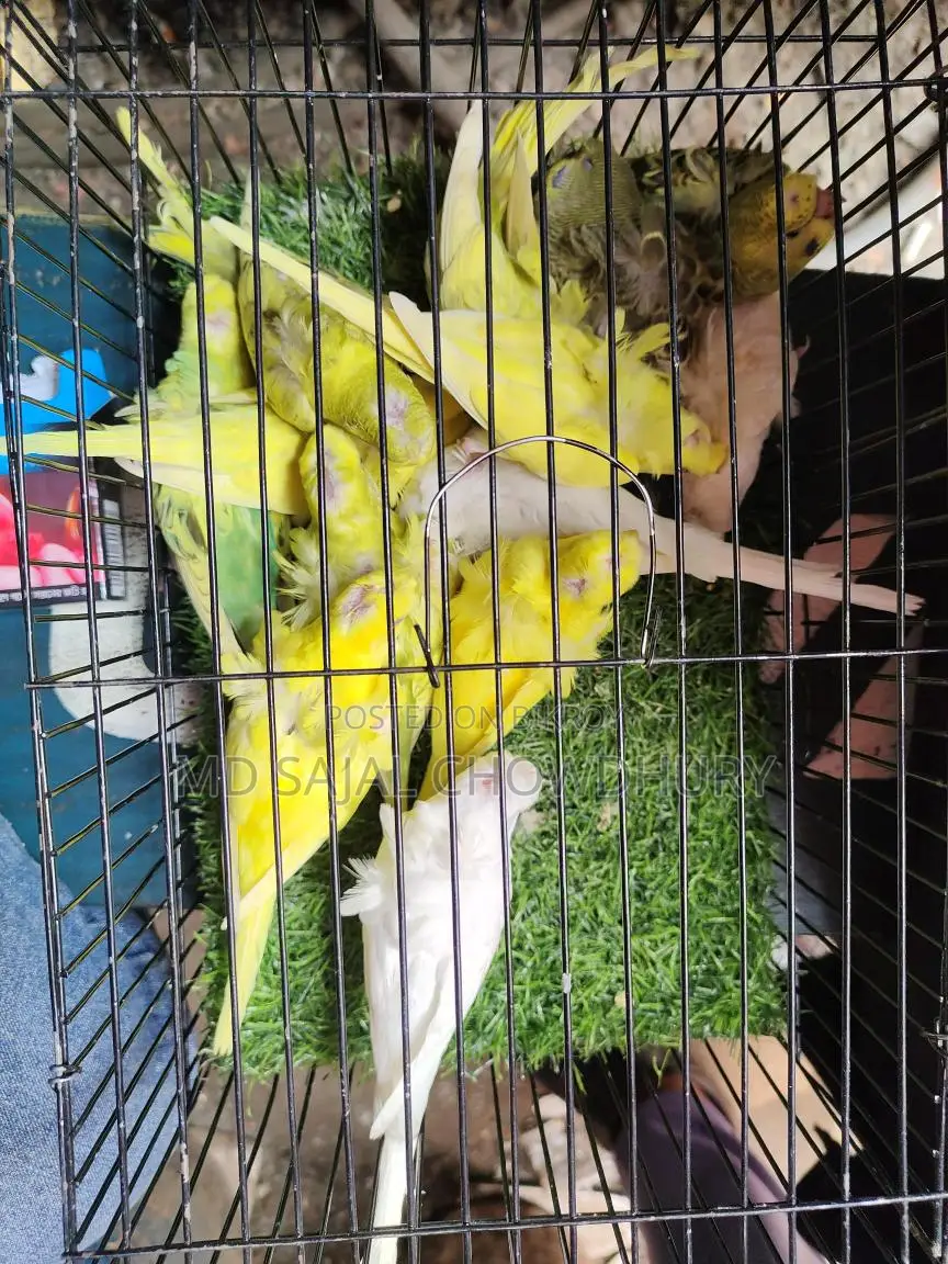 DF Japanese Budgie Running, Lutino-Albino-Spangle Pair