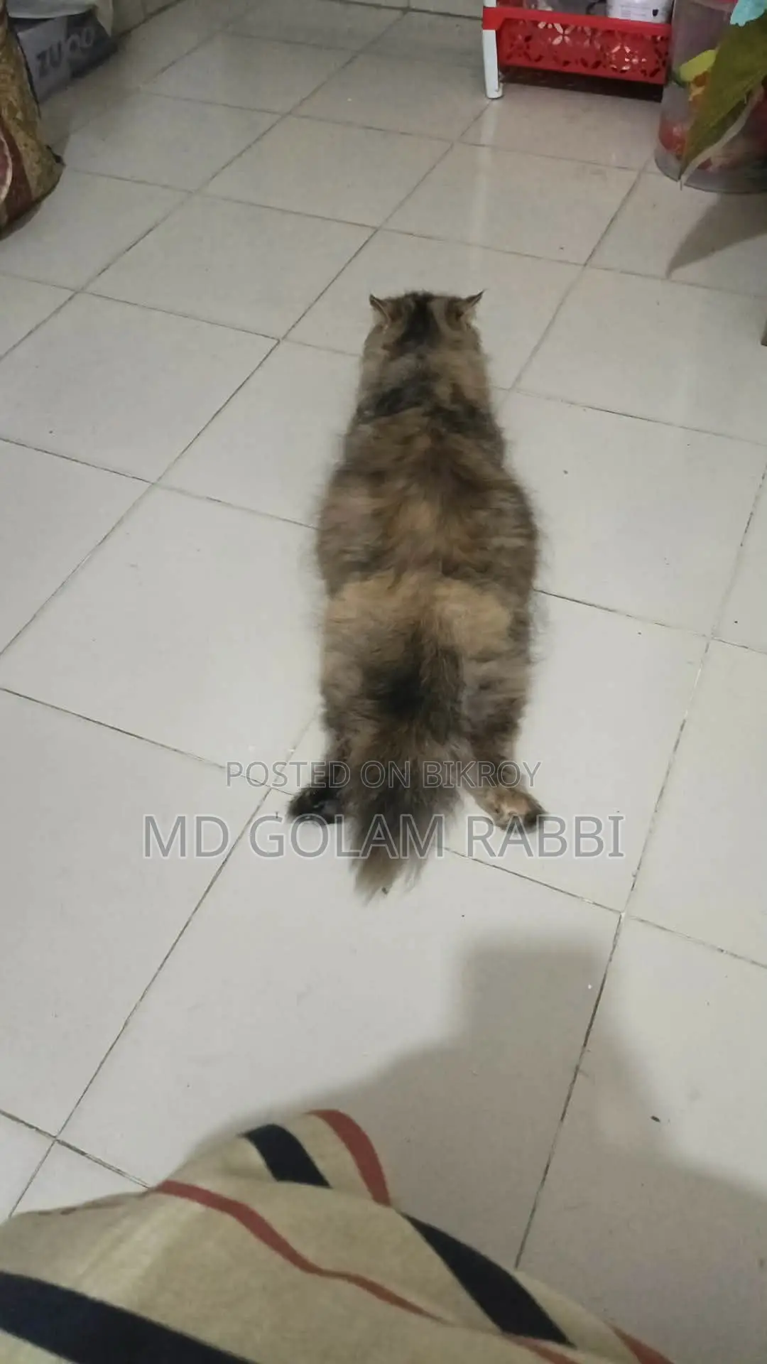 Pure Persian Cat