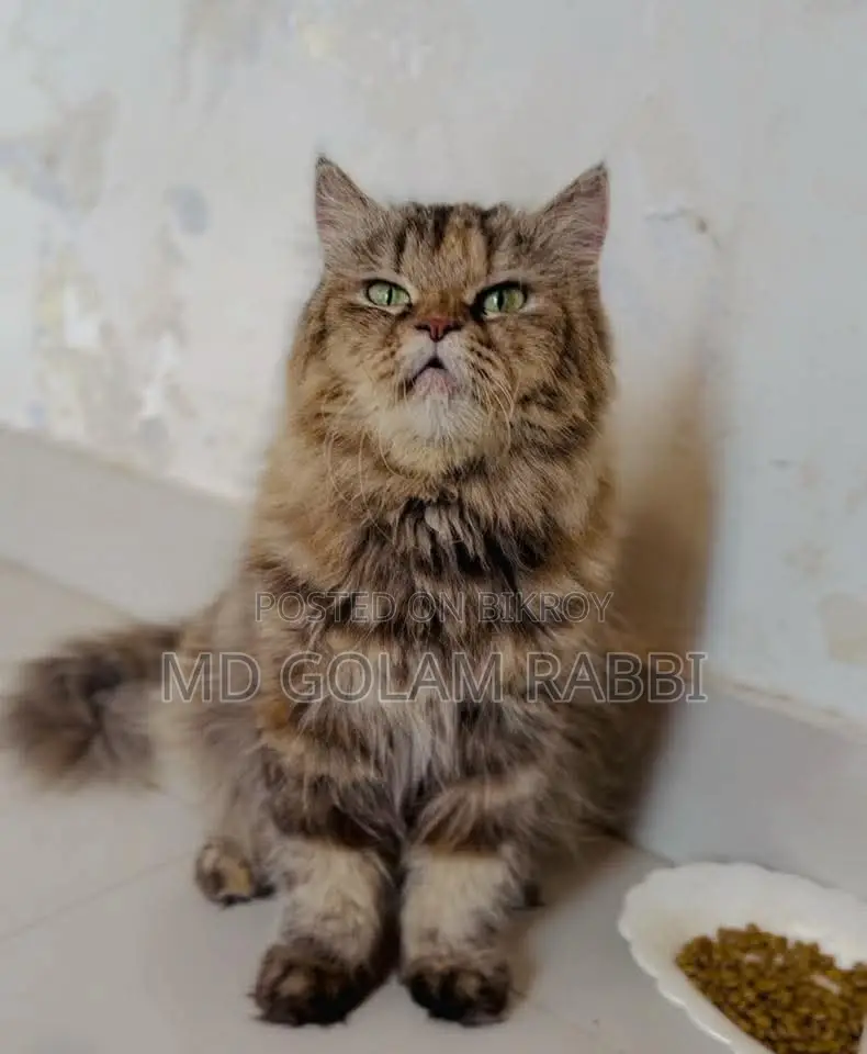 Pure Persian Cat