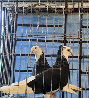Original Gorra Pigeon Pair