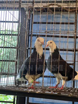 Original Gorra Pigeon Pair