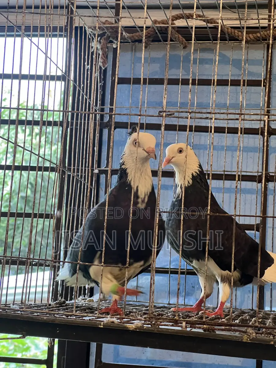 Original Gorra Pigeon Pair