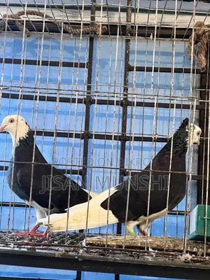 Original Gorra Pigeon Pair