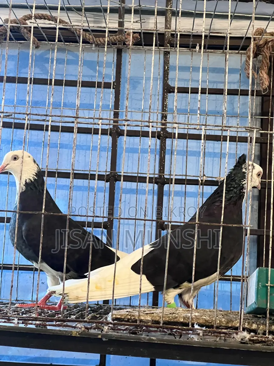 Original Gorra Pigeon Pair