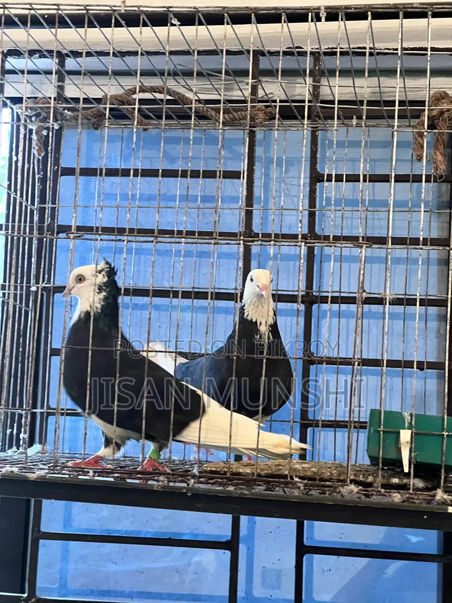 Original Gorra Pigeon Pair