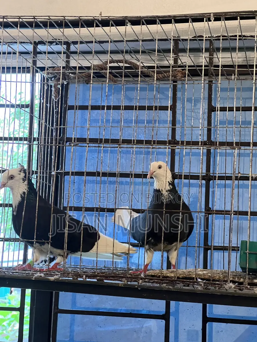 Original Gorra Pigeon Pair
