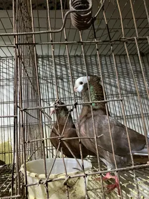 Pigeons