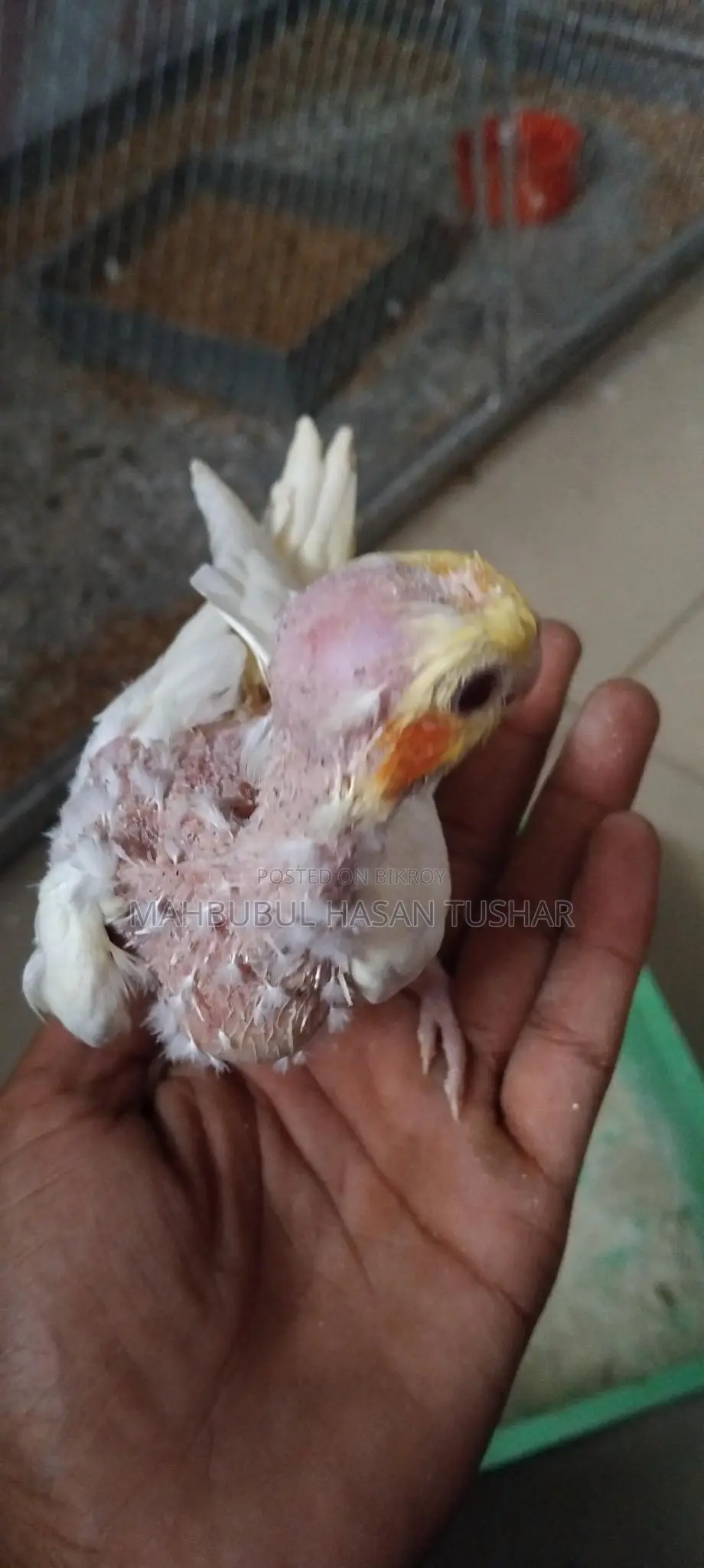Red Eye Cockatiel Baby Bird