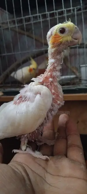 Red Eye Cockatiel Baby Bird
