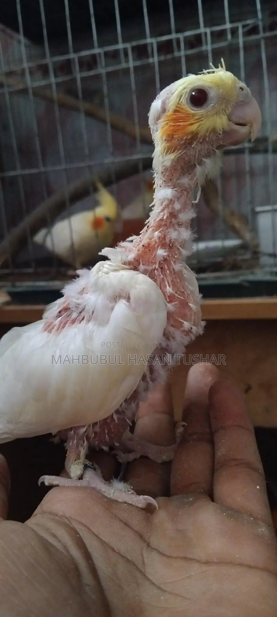 Red Eye Cockatiel Baby Bird