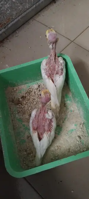 Red Eye Cockatiel Baby Bird