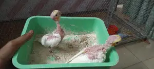 Red Eye Cockatiel Baby Bird