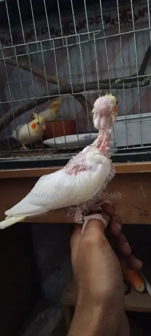 Red Eye Cockatiel Baby Bird
