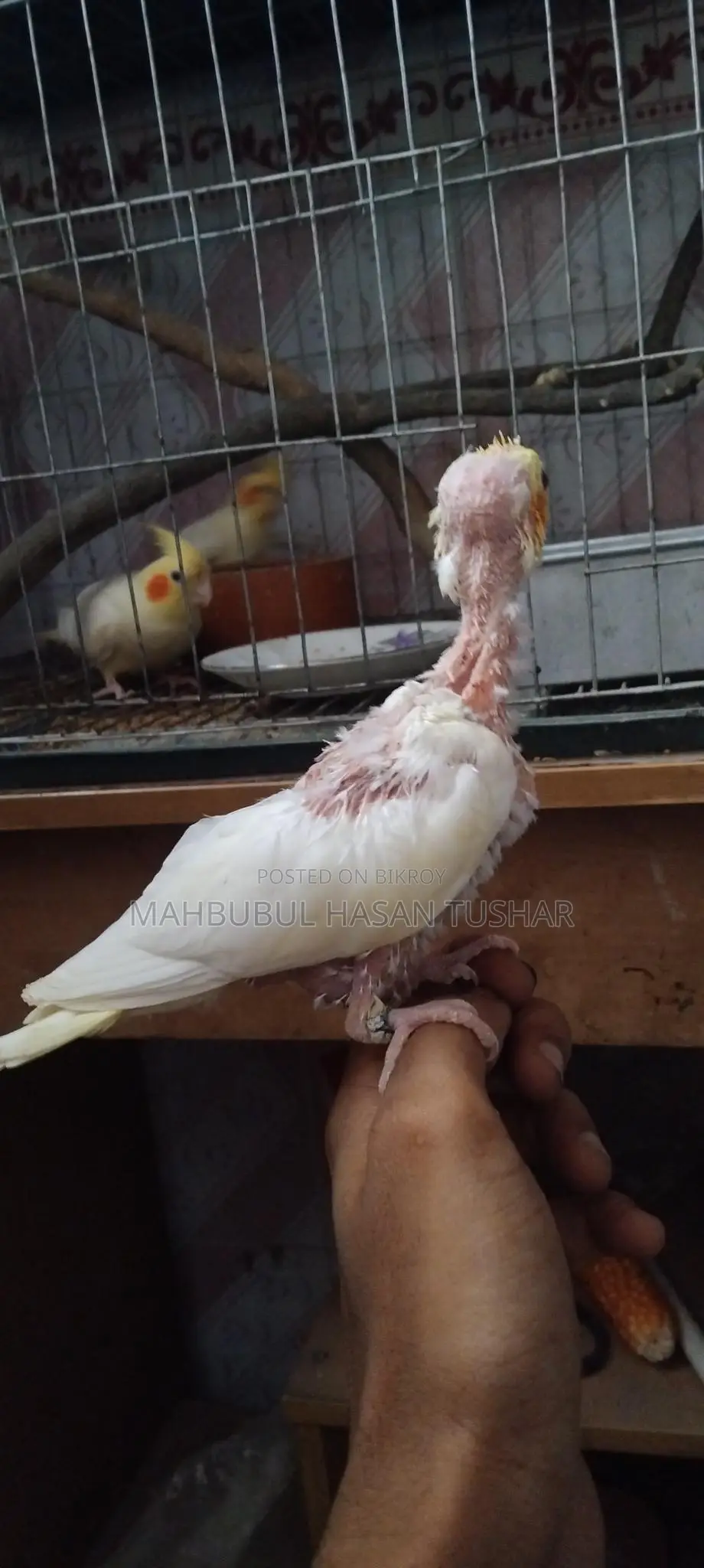 Red Eye Cockatiel Baby Bird