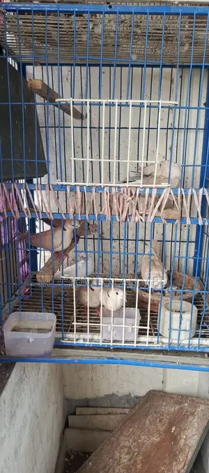 ঘুঘু পাখি জোড়া আছে ডিম দেয় মাসে