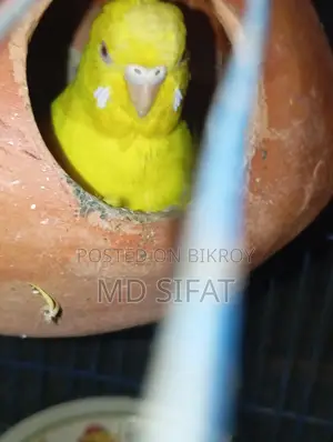 লুটিনো রেড আই বাজিগর