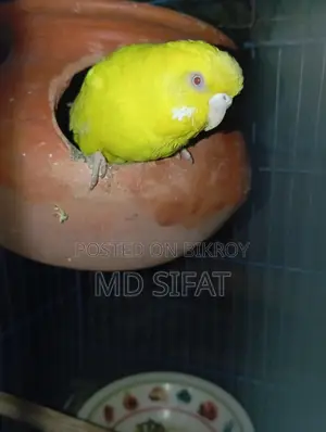 লুটিনো রেড আই বাজিগর