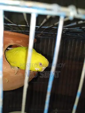 লুটিনো রেড আই বাজিগর