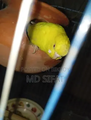 লুটিনো রেড আই বাজিগর