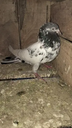 Racing Pigeons for Sale