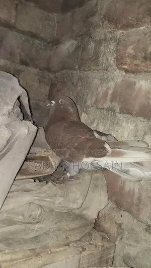 Racing Pigeons for Sale