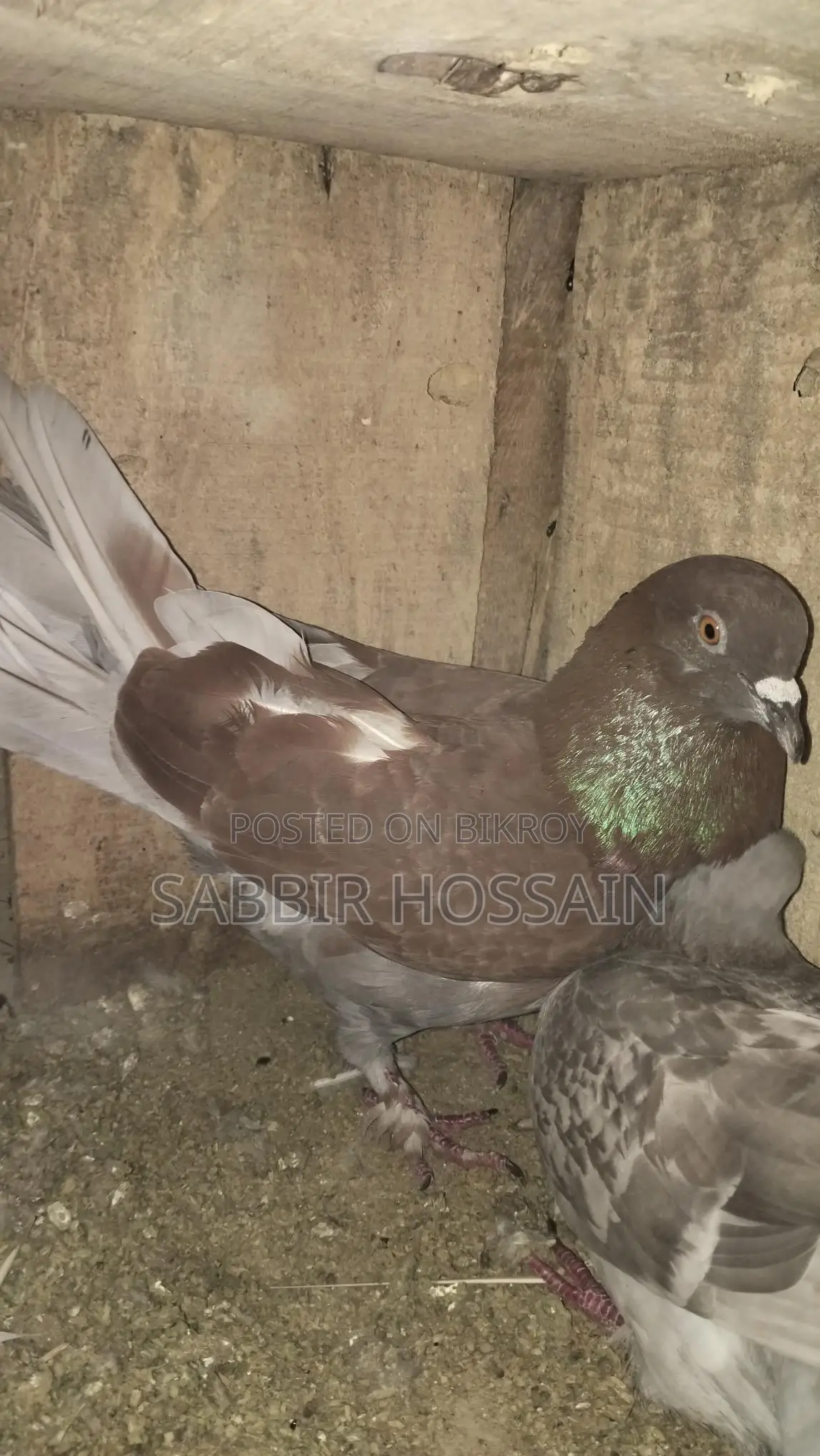Racing Pigeons for Sale