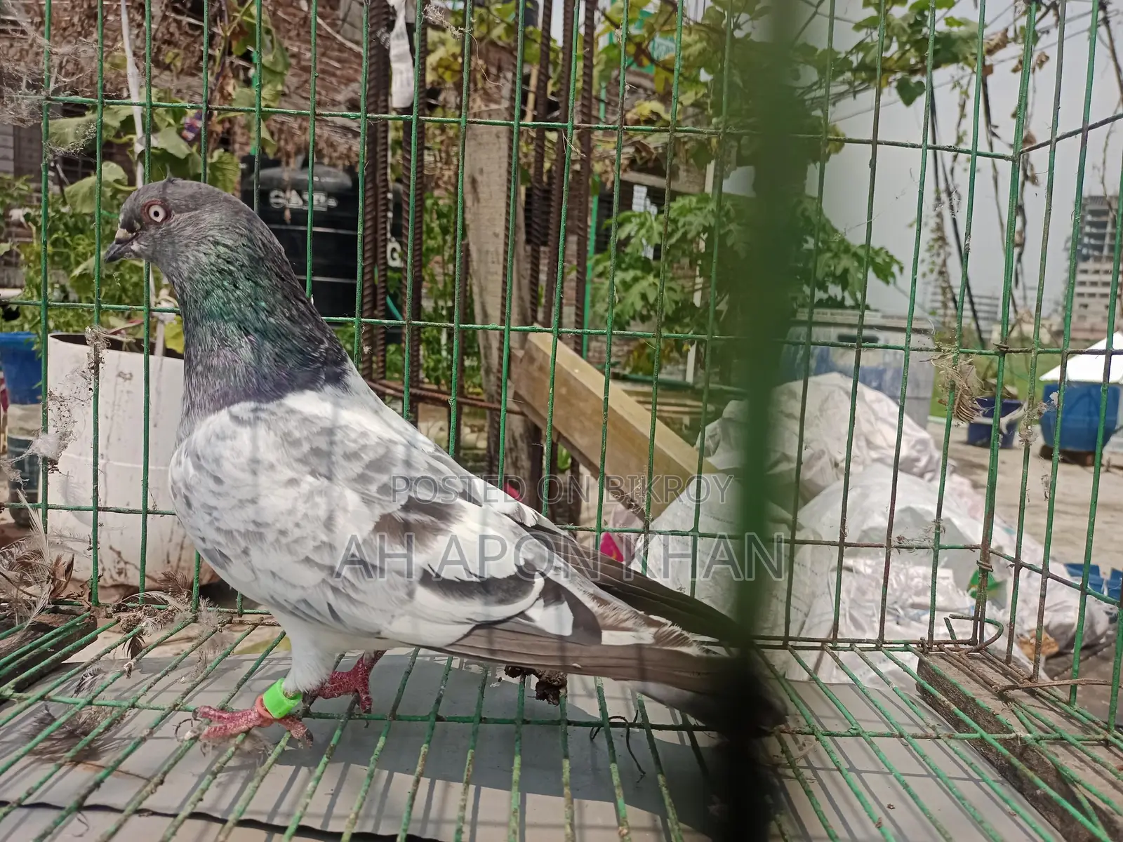 Giribaz Racing Male Pigeon