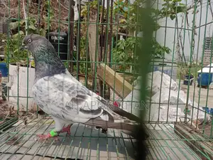 Giribaz Racing Male Pigeon