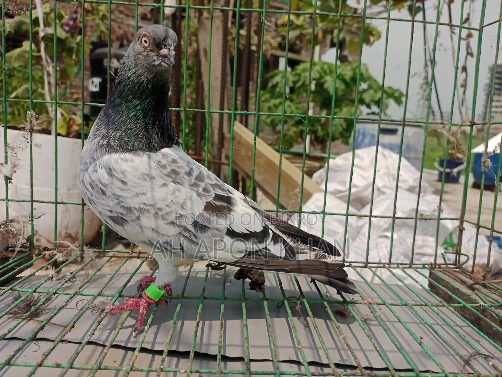 Giribaz Racing Male Pigeon