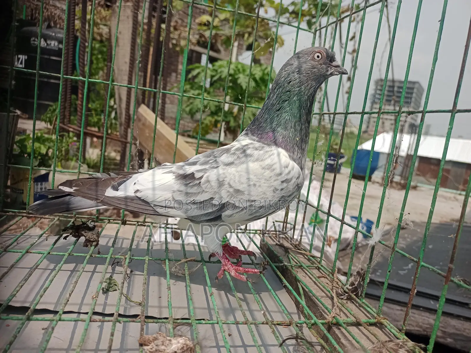 Giribaz Racing Male Pigeon
