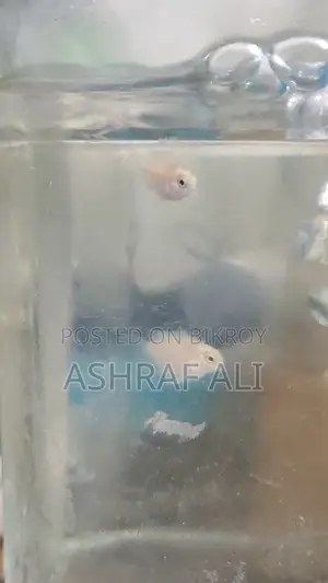 Poller parrot 50 days baby