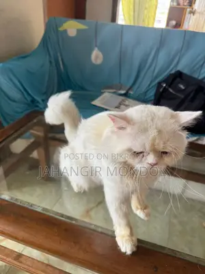 একটি পার্শিয়ান বিড়াল বিক্রি হবে
