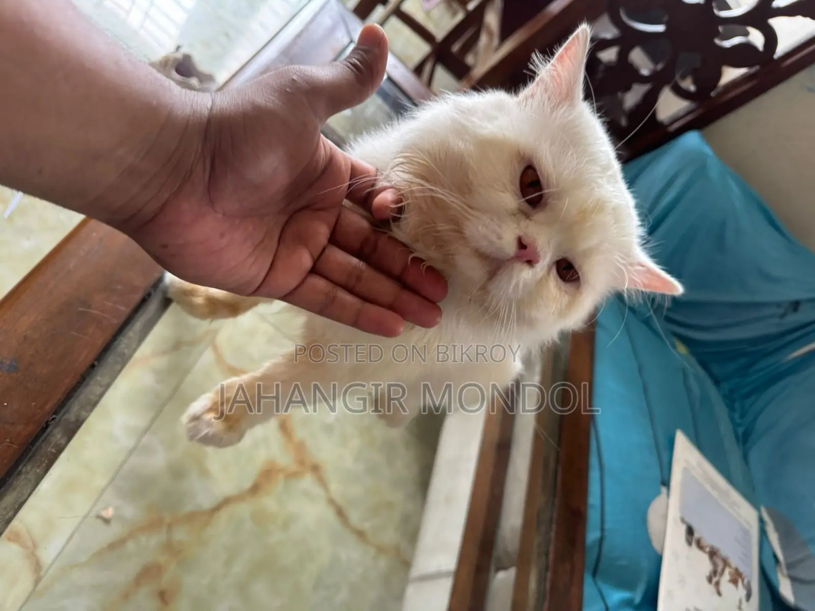 একটি পার্শিয়ান বিড়াল বিক্রি হবে